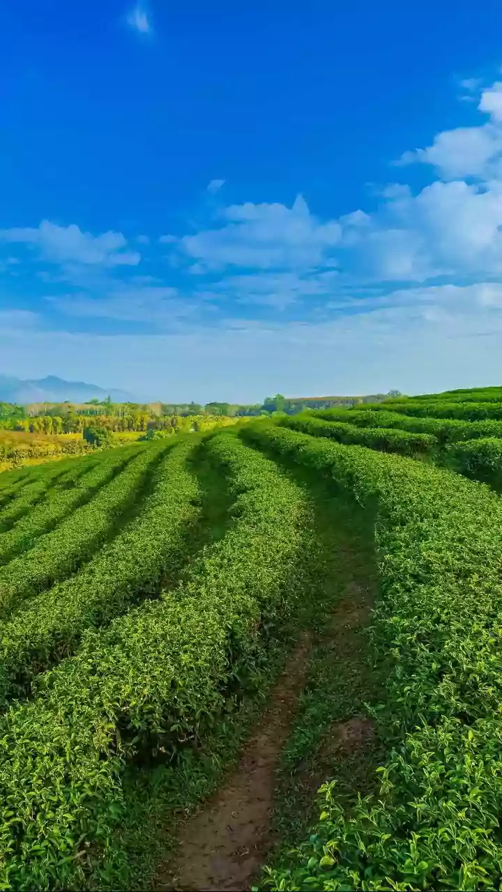 What Revised Safety Parameters Mean For Tea Plantation Pesticide Application Rules