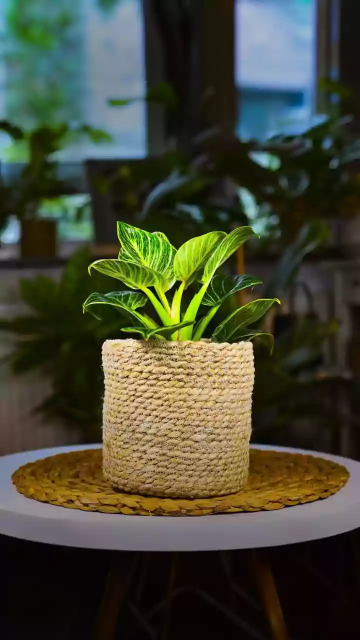 Mastering the Art of Plant Gifting: A Thoughtful Guide to Avoiding Faux Pas