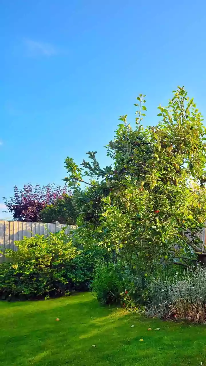 Busy Professionals Are Using Self-Watering Pots For Low-Maintenance Green Spaces