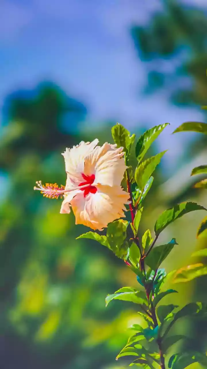 African Hibiscus Is Being Explored In Botanical Skin Care Without Evidence For Miracle Results, Putting A Long-Held Assumption Under Review