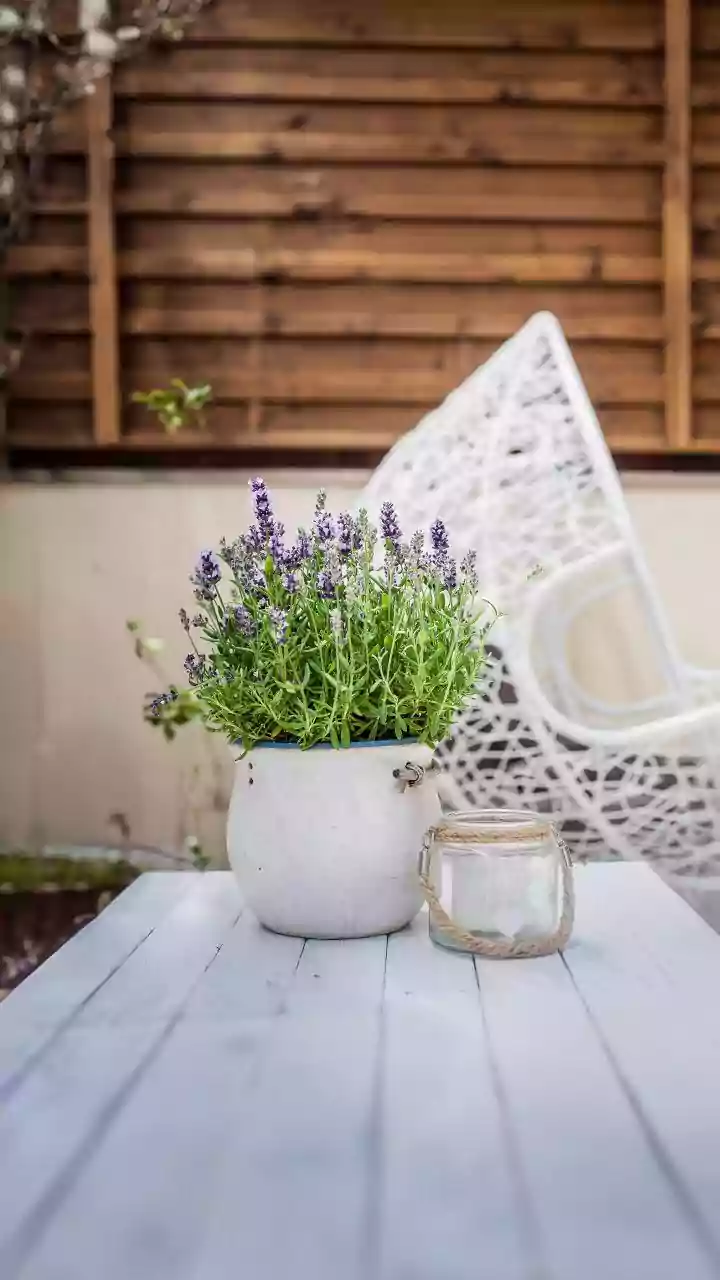 Bees Can Make Balcony Gardening Feel Purposeful