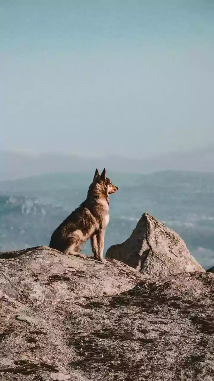 DNA Study On Why Large Dogs Age Faster: Larger Dogs Show Faster Changes In DNA Methylation