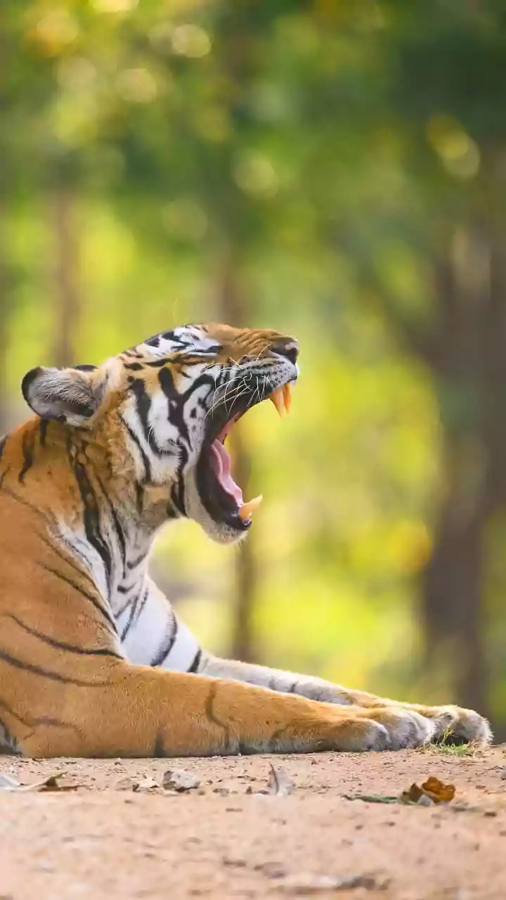 How DNA Mapping Helps Conservationists Select Suitable Tigers For Translocation Missions