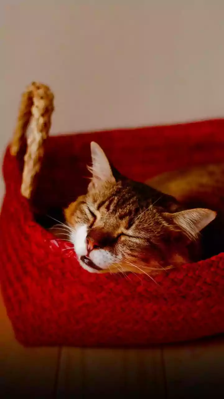 Redefine Cat Interior Design Using Sisal Jute Climbing Wall Planks
