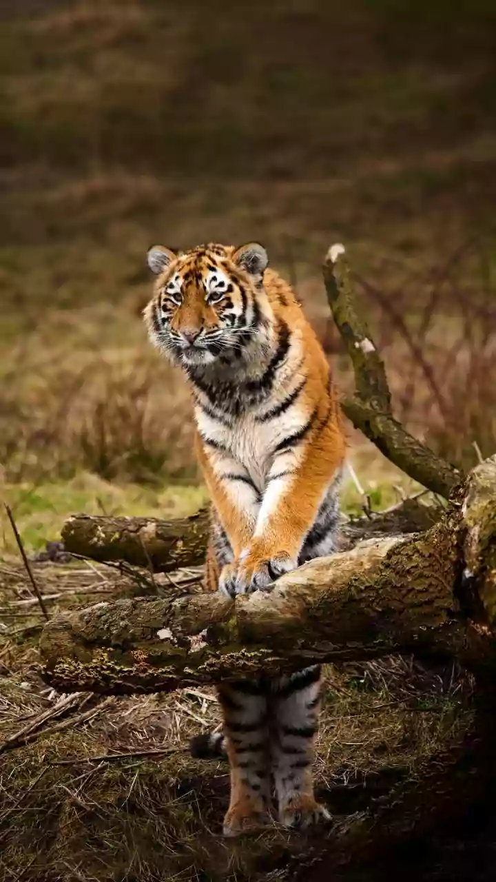 Tiger Recovery in Nepal Links National Parks with Neighbouring Communities