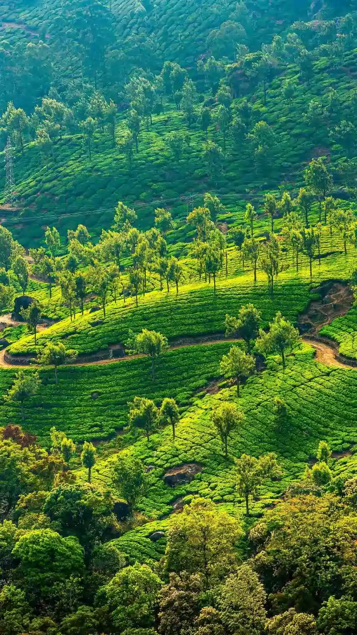 Coorg Coffee Plantation Stays Offer Quiet Off Season Escapes For Travellers Seeking Lush Green Scenery