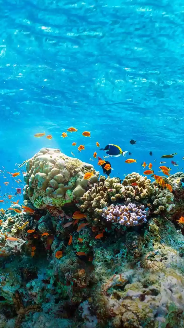 Lakshadweep Coral Reef Conservation Strategies Rely On Mandatory Sustainable Island Travel Protocols Today