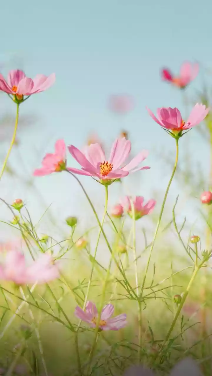 Blooming Beauty: Baby Names Inspired by Lovely Flowers