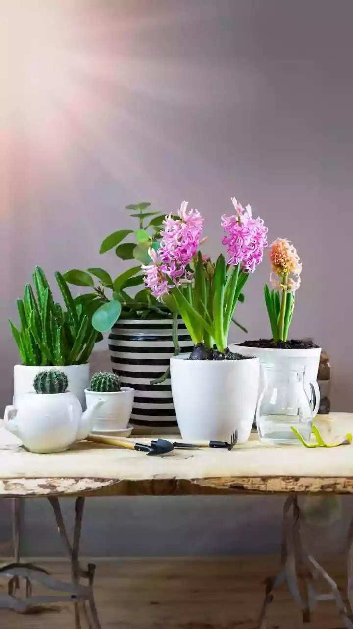 Why Indoor Plants Provide An Accessible Natural Barrier Against Winter Smog Inside Delhi-NCR Spaces