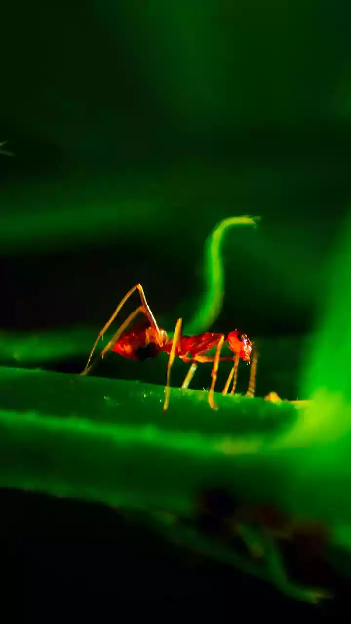 Shrinking forests may push mosquitoes to prefer human blood: Study from Brazil