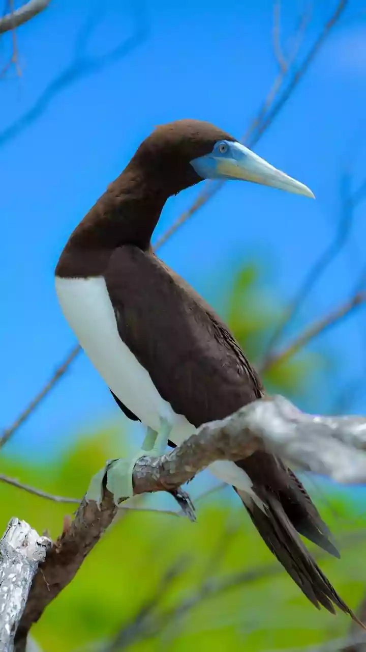 9 Hilariously Named Animals: Nature's Wittiest Creations!