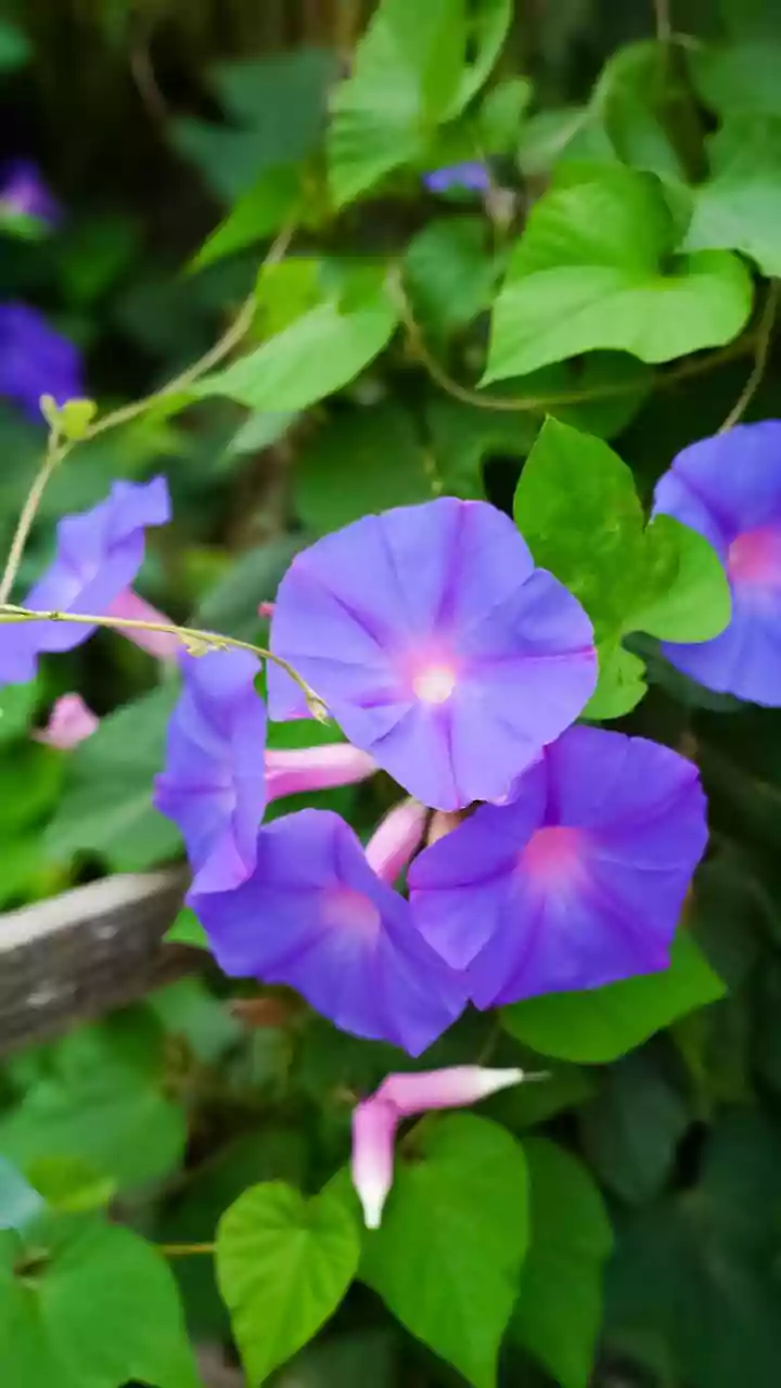 Periwinkle Power: Unlock Hair Growth with Sadabahar Flowers