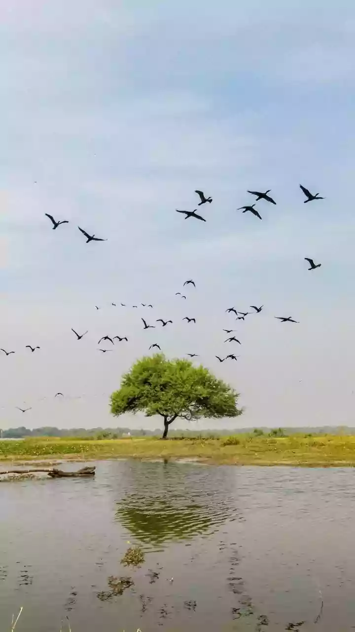 India’s Birdwatching Boom: From Chilika To Kumarakom, Agoda Sees 41% Rise In Searches For Birding Destinations As Migration Season Takes Flight