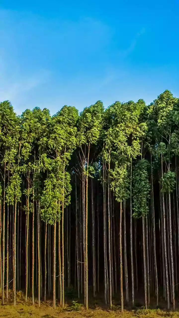 Researchers Explore The Long-Term Impact Of Rainfall Shifts On India's Forests