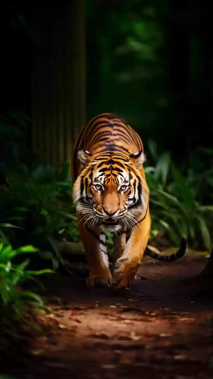 A 429-Tiger Estimate Marks a Conservation Milestone for Nepal