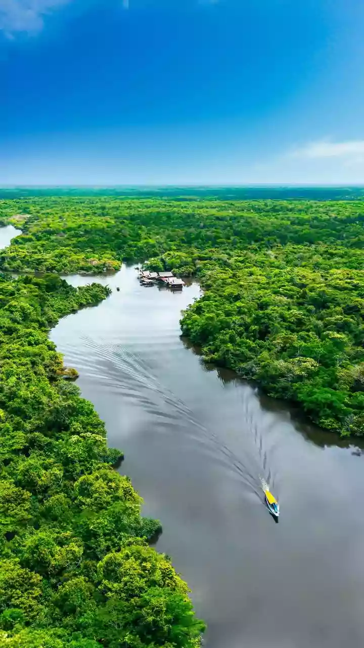 Farmácia viva: saiba como a Amazônia pode ajudar a tratar doenças