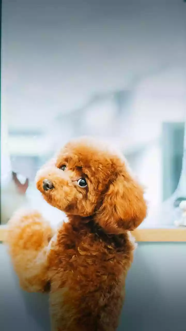How to make your windows safer for your dog