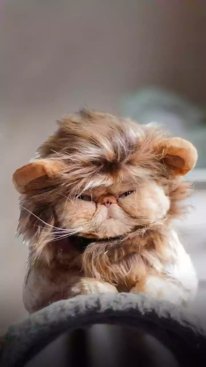 Cat-Hat Traveler Creates Viral Buzz at Airport: A Calm Feline's Unconventional Journey