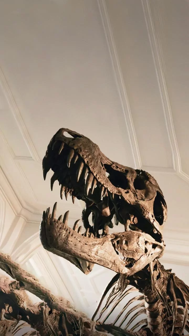 Tempestades de 80 milhões de anos preservaram fósseis de dinossauros
