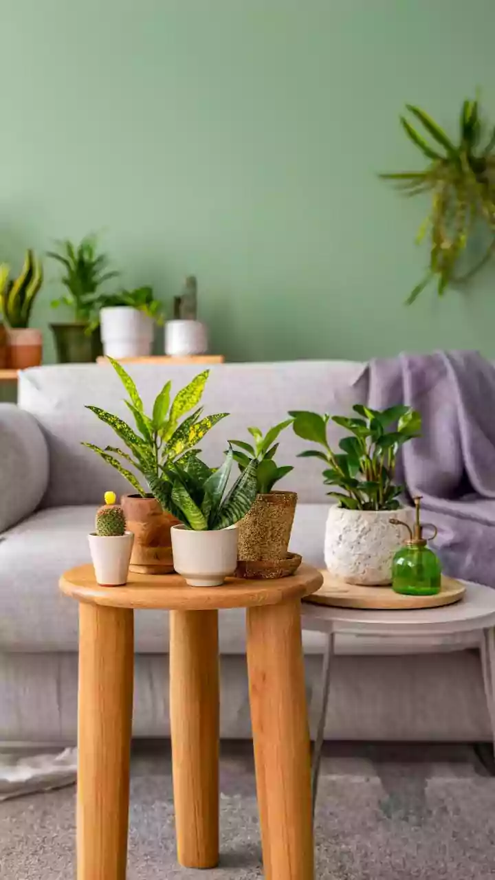 Indoor Plants Make Rainy Rooms Feel Fresher