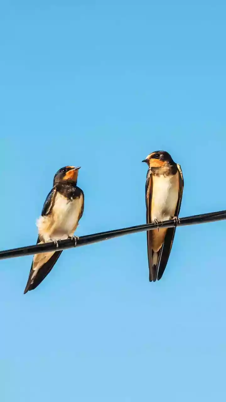 O que significa a presença de bem-te-vi no seu jardim?