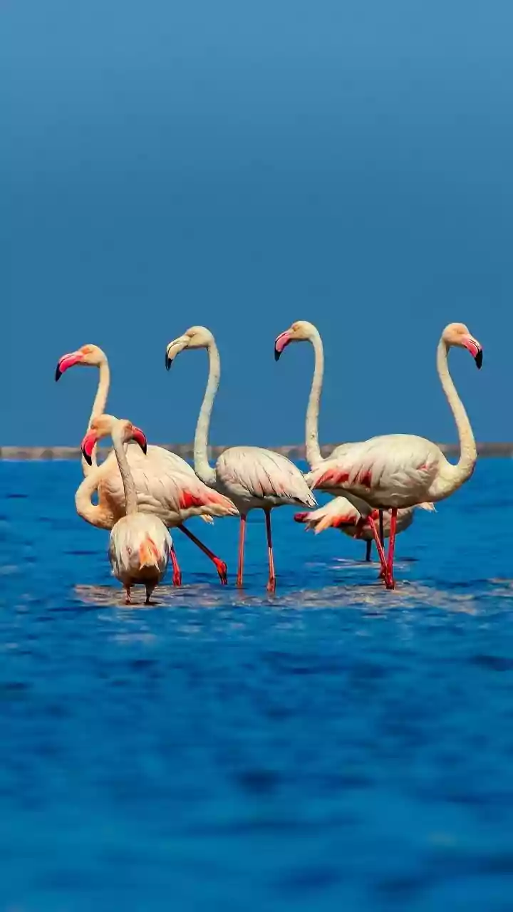 Flamingo Fiesta: Top Indian Spots for Birdwatching