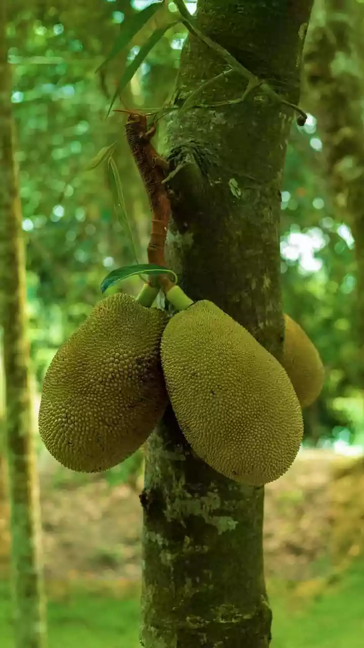 Urban Families Are Rediscovering Kerala's Jackfruit Recipes Beyond Chips And Curries