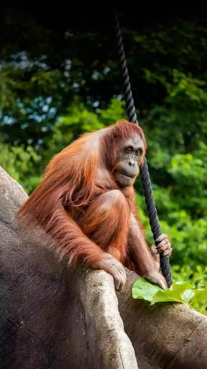 Five orangutans found in Balasore district spark trafficking concerns