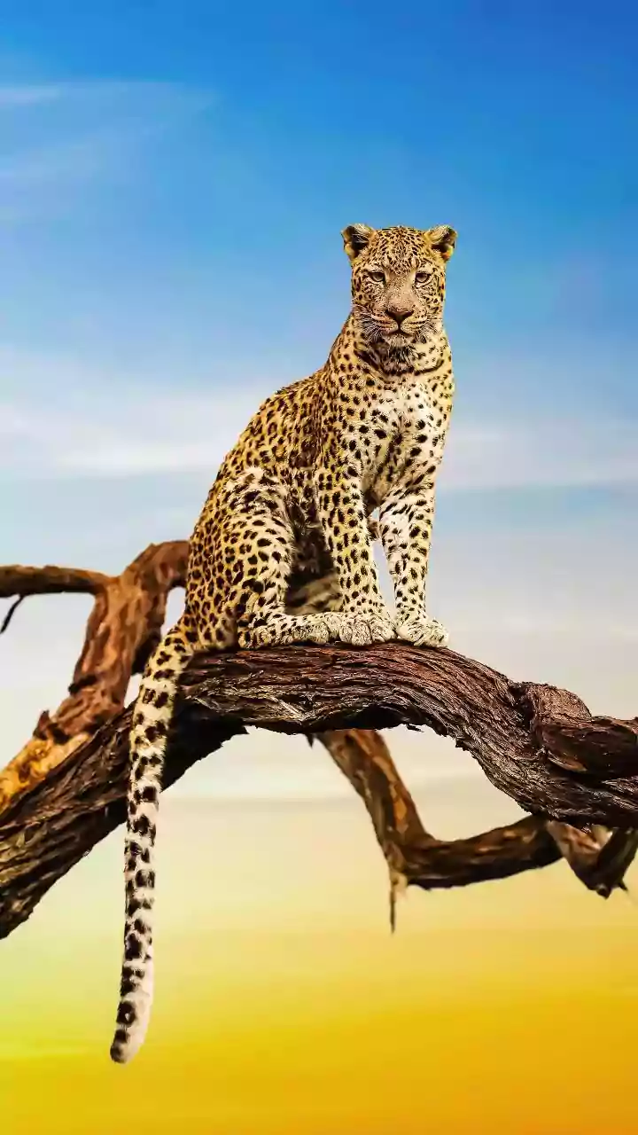 Uttarakhand: 36-year-old woman seriously injured in leopard attack