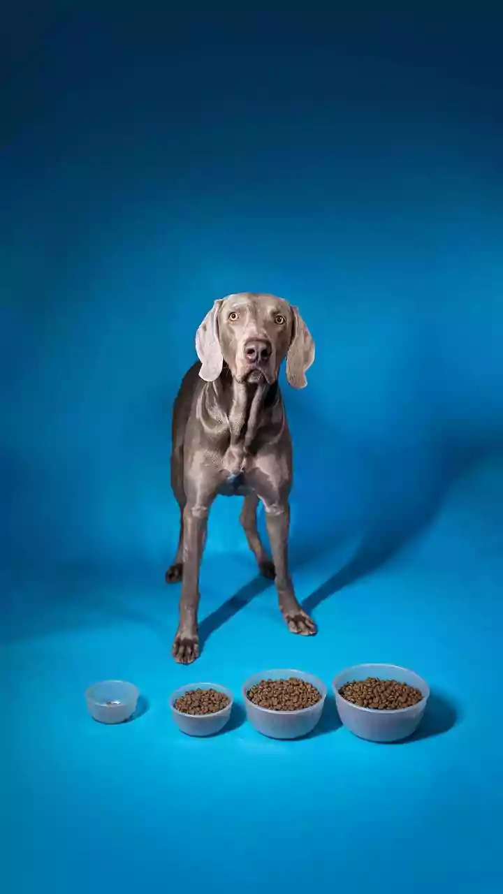 Premium Nutrition Is The New Pet-Bowl Goal