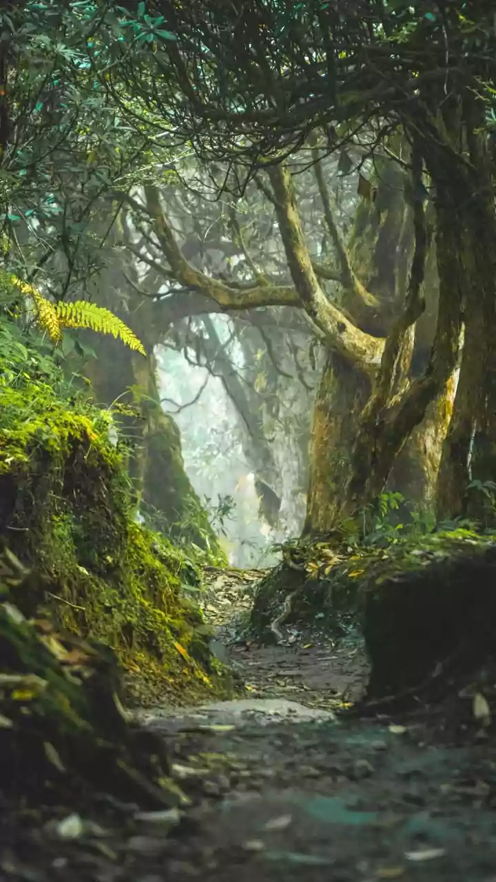 Gun battle between Maoists, security forces in Jharkhand forest