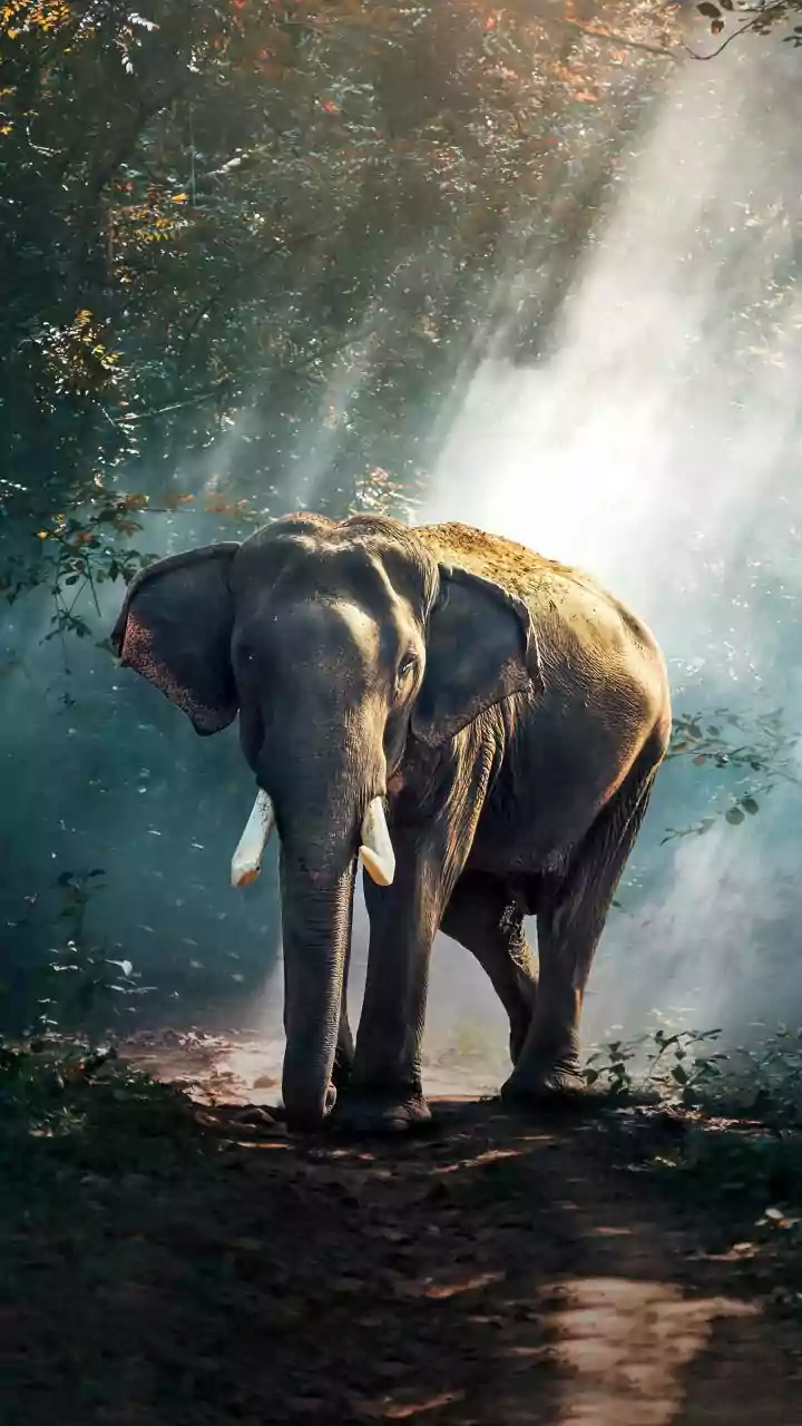 Indore News: 4th Member Of Poaching Gang Arrested By Special Task Force