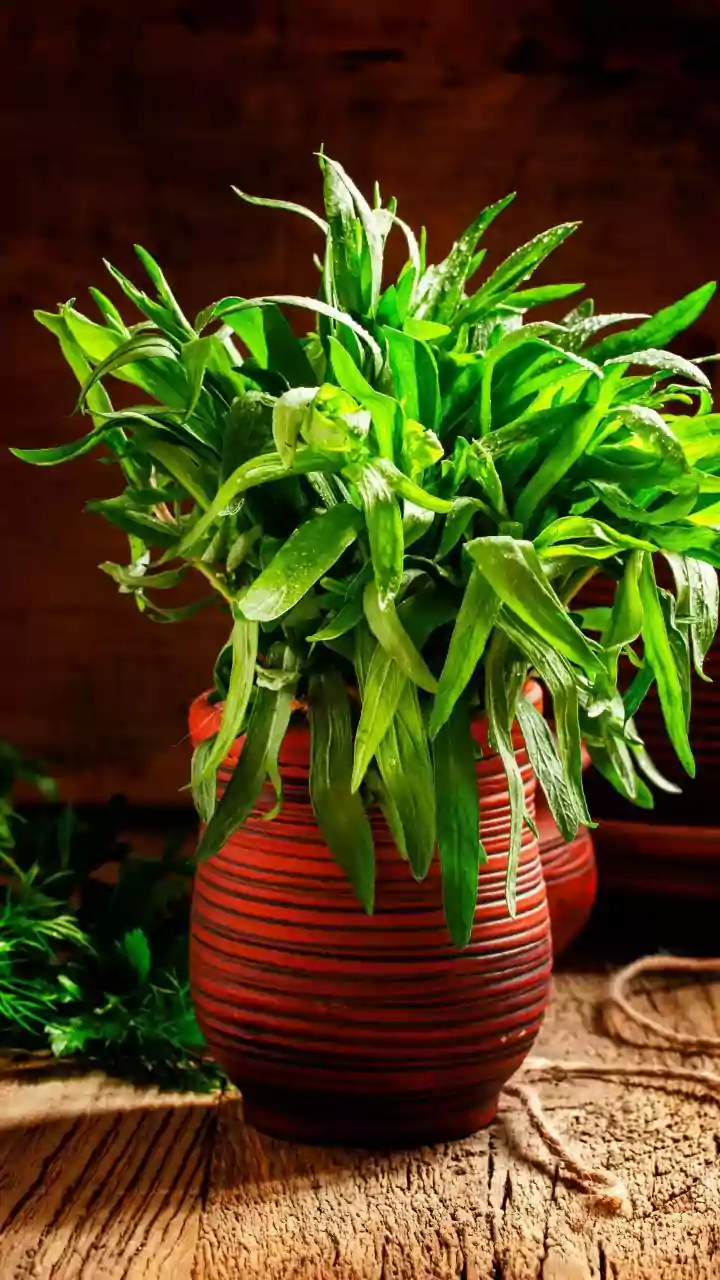5 traditional dishes using tarragon herb