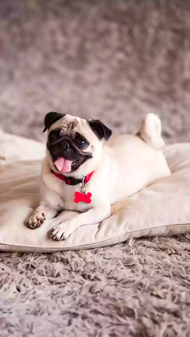 Winter sunshine sparks viral “yawning in the sun” reels