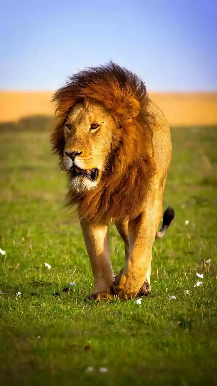 A New Look At Barda Lions: Gujarat Forest Officials Are Monitoring Barda's Lions