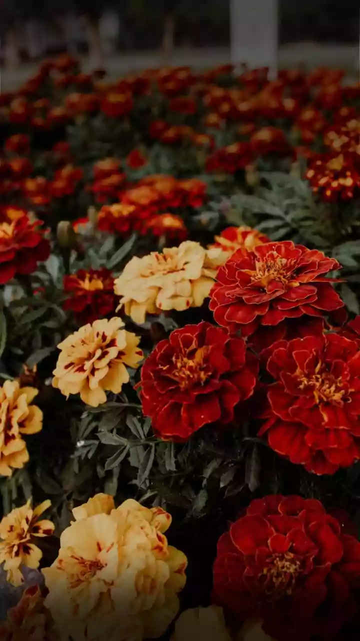 5 Lucky Vastu Flowers to Cultivate for Wealth and Prosperity