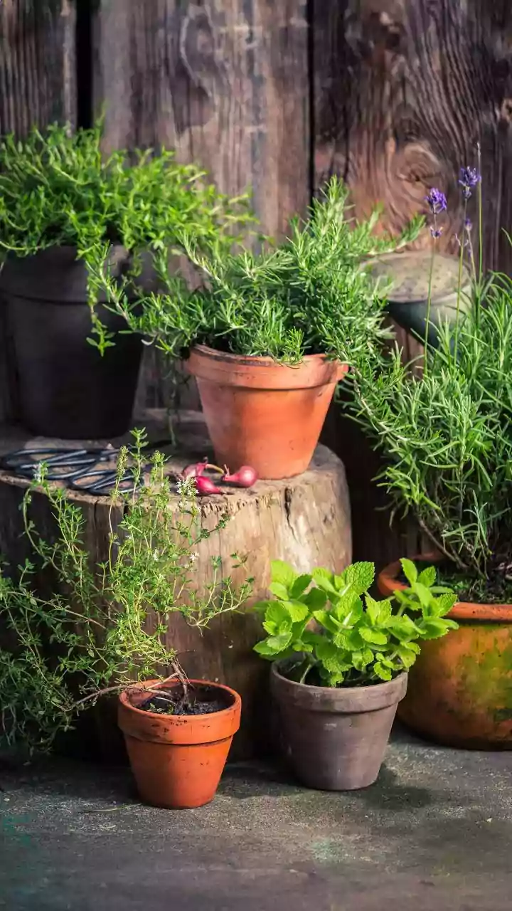 Wet Season Gardening: Herbs That Stay Healthy Without Full-Day Sunshine