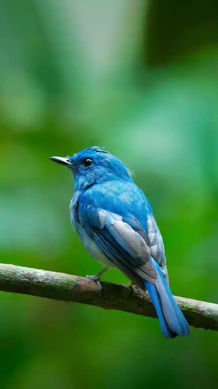 Haldwani forest division starts AI-based wildlife acoustic monitoring for birds