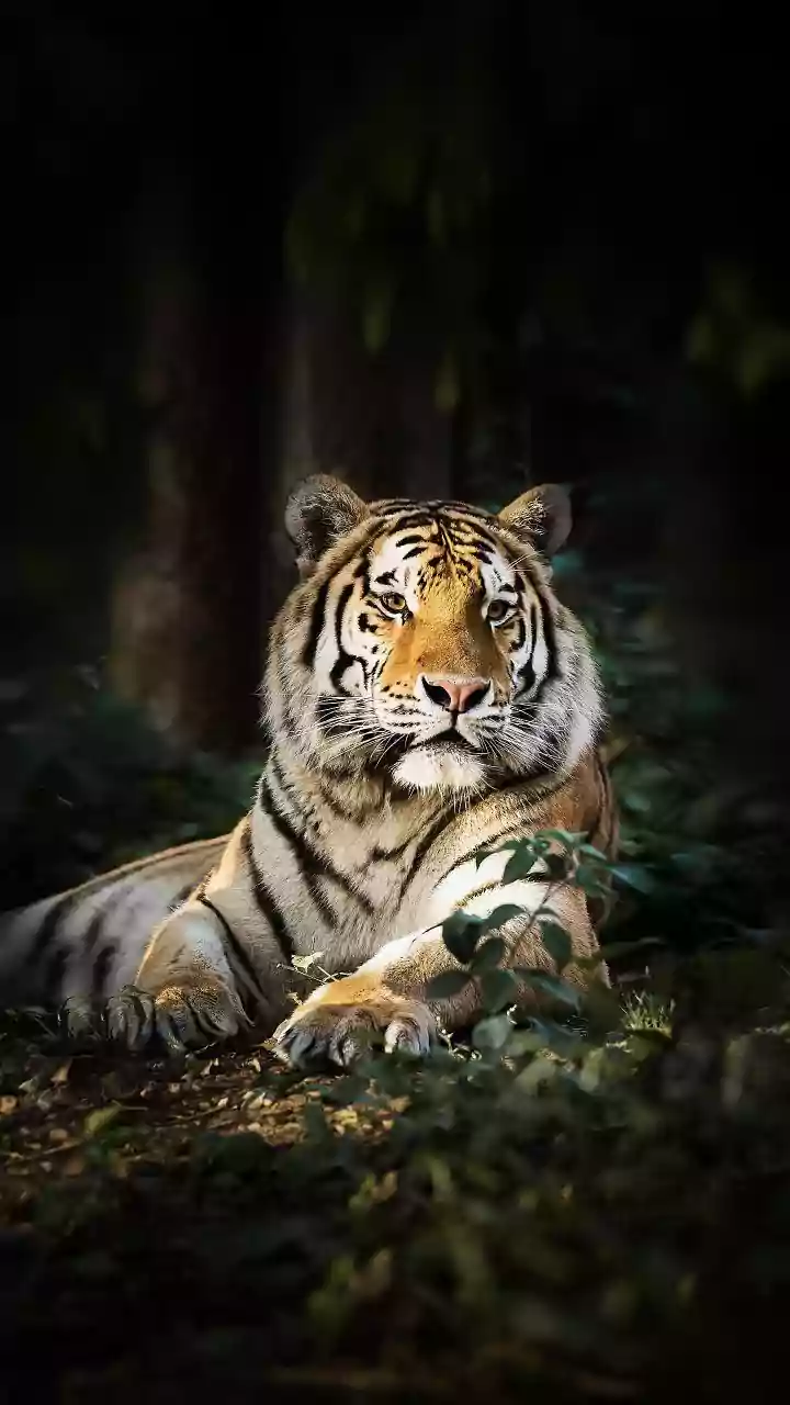 AITE 2026 Survey: Indore Forest Emerges As Permanent Habitat For Tigers