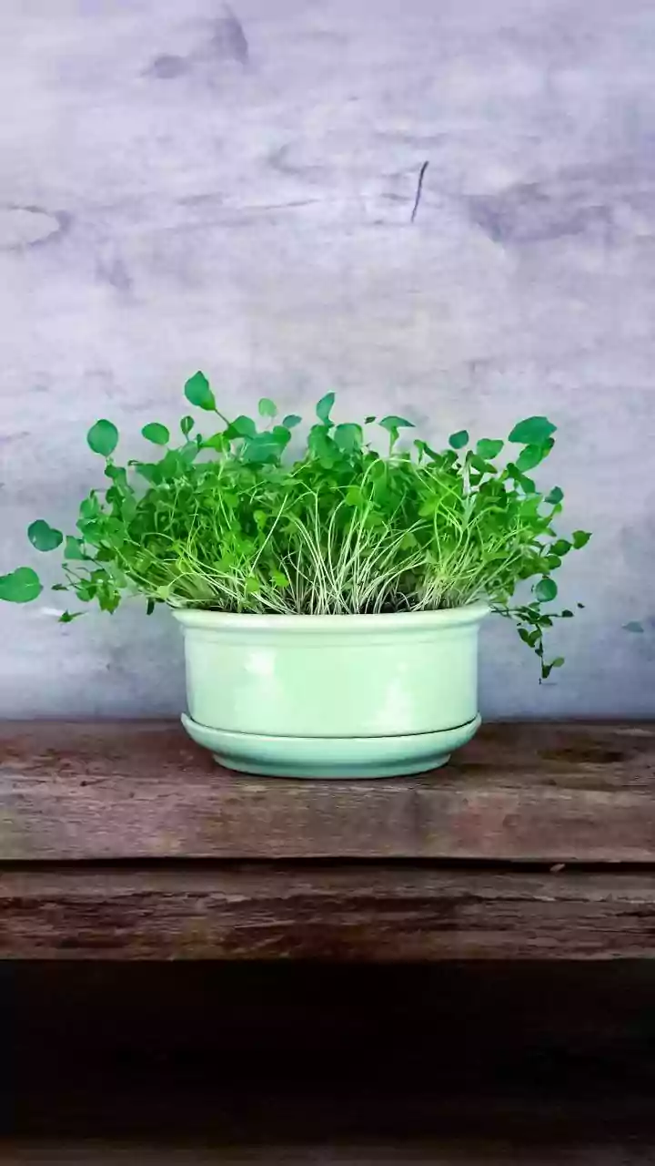 How to grow microgreens using coconut shells