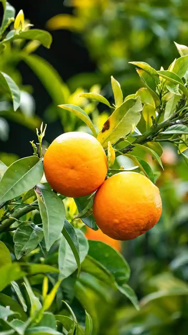 12 Fruit Trees That Grow Fast for Quick & Delicious Homegrown Harvests