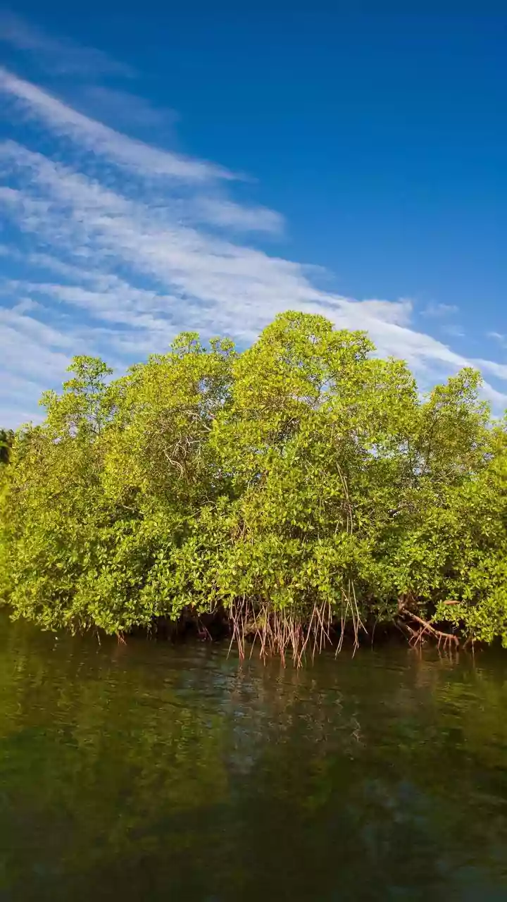 Exploring Mangroves in India: A Guide to Unique Ecosystems