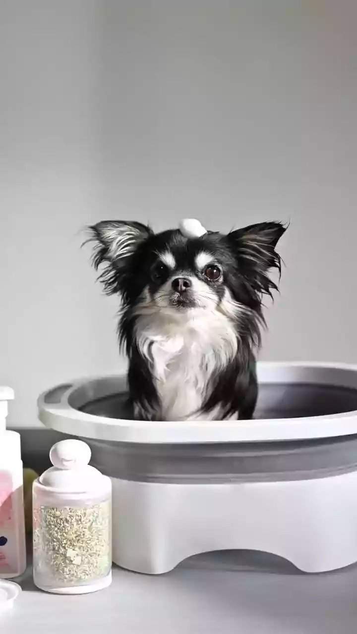 Monsoon Grooming Helps Prevent Ticks, Smell And Fungal Skin Issues