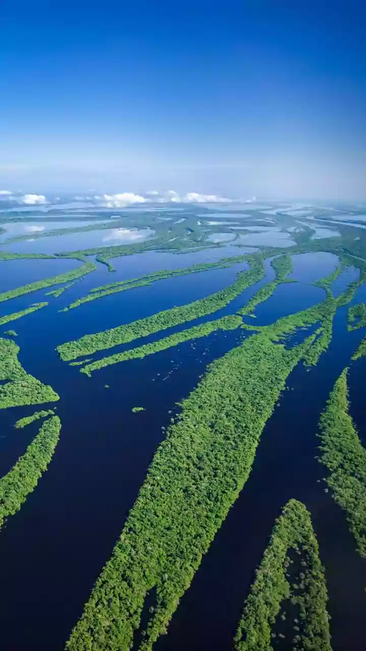 Researchers Track Rainfall Shifts To Better Understand India's Forest Future