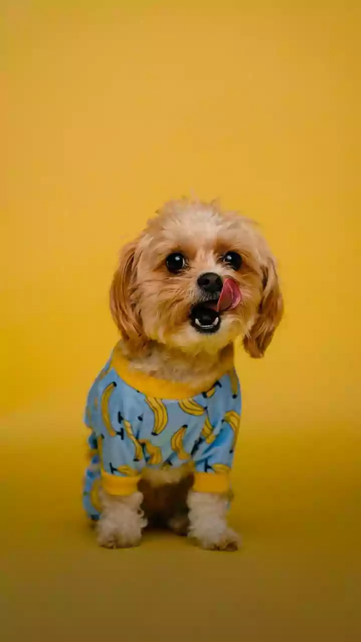 The Most Shared Custom Dog Raincoat Guide Tonight