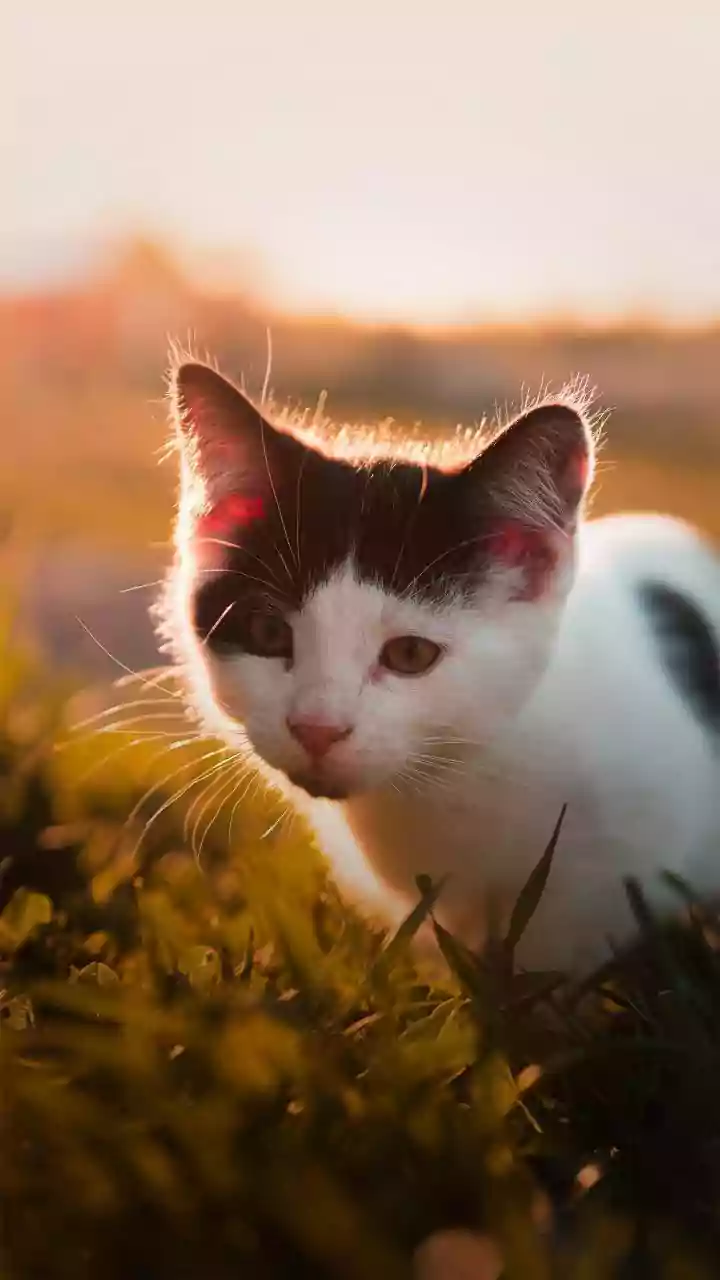 Hyderabad Student Dies by Suicide After Cat’s Death; Why Pet Loss Can Feel as Painful as Losing Humans