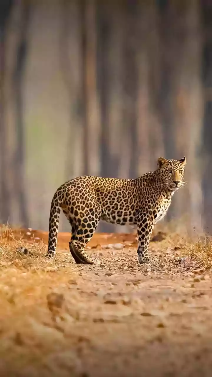 Jalgaon's Satpura Nature Experience Festival 2026 Wins Hearts; Tourists Embrace Tribal Culture, Wildlife Safari