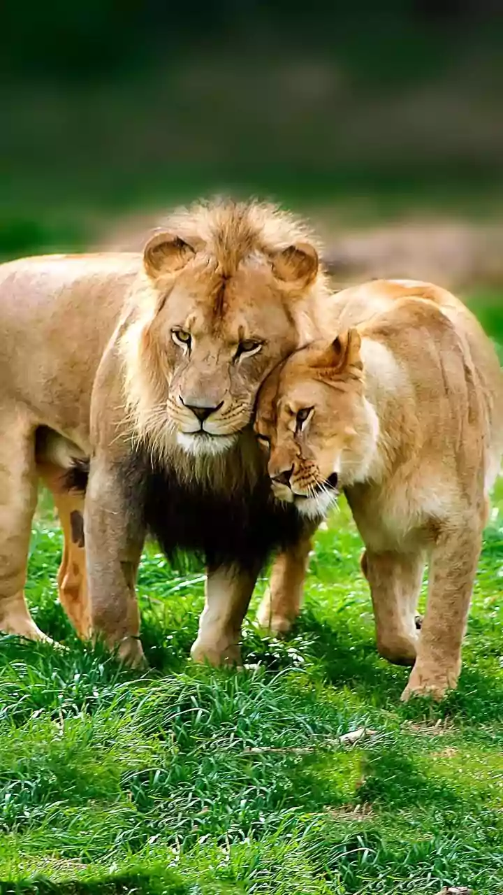 Strong Females: 10 Animal Kingdoms Dominated by Females