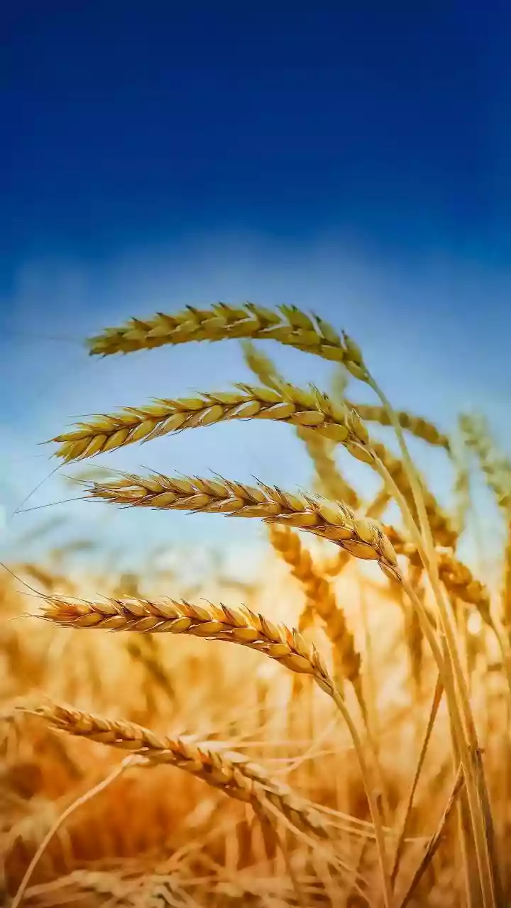 India lifts wheat export ban, Uttar Pradesh wheat prices jump