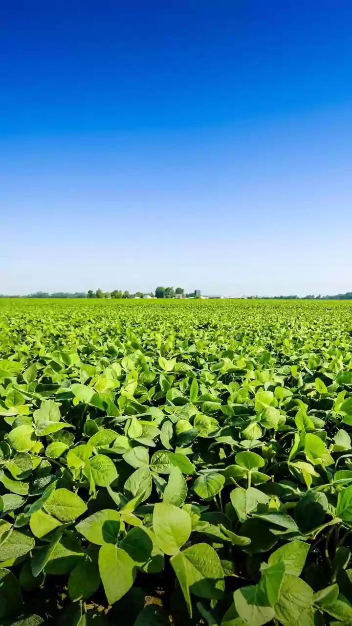 How Scientists Craft Non Flammable EV Batteries From Agricultural Waste Derived Plant Materials